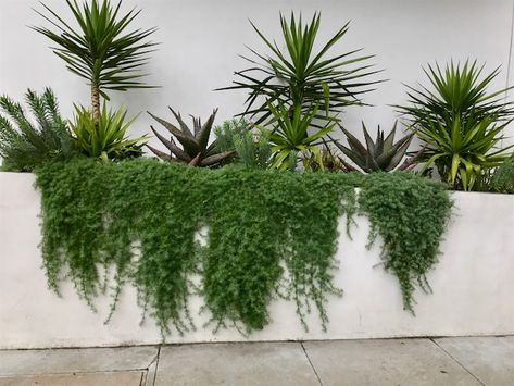 7 Good Trailing Plants for Walls Exterior Plant Wall, Retaining Wall Succulent Garden, Plants Hanging Over Retaining Wall, Planted Retaining Wall, Trailing Succulents Outdoor, Trailing Rosemary Retaining Walls, Plants That Drape Down, Crawling Plants Outdoor, Outdoor Trailing Plants