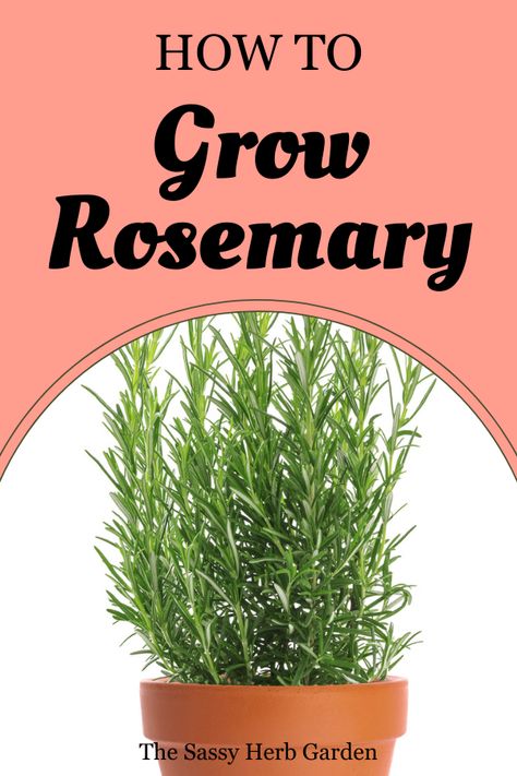 Calling all plant lovers! Get your hands dirty and learn how to nurture the flavorful herb rosemary from seed to savory seasoning with our expert tips! Rosemary From Seed, How To Grow Rosemary, Sprout Growing, Savory Seasoning, Grow Rosemary, Rosemary Plants, Rosemary Garden, Growing Rosemary, Outdoor Herb Garden