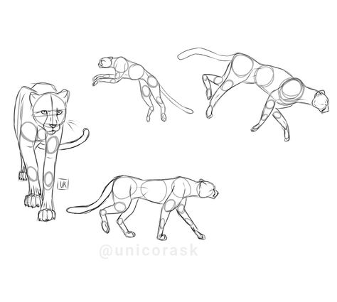 How To Draw A Big Cat, How To Draw A Leopard, How To Draw Cheetah, How To Draw A Cheetah, Leopard Drawing Sketch, Cheetah Drawing Sketches, Cheetah Anatomy, Cheetah Drawings, Cheetah Sketch