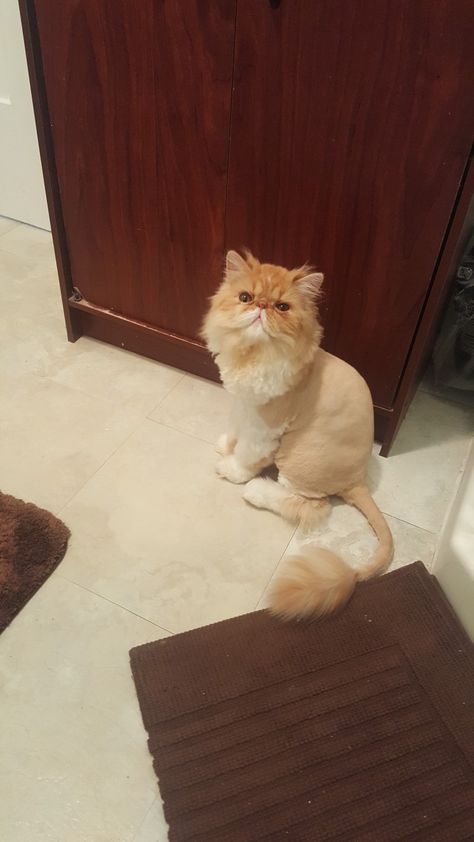 Cat Haircut Ideas, Cat Lion Haircut, Lion Haircut, Cat Haircuts, Cat Lion Cut, Persian Cat Haircut, Yoda Cat, Cat Haircut, Grooming Style