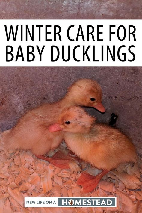 Taking extra care of your baby ducklings during winter could literally keep them alive during the colder months. Here's what to do. #ducks #homesteading Ducks Coop, Farm Life Aesthetic, Rouen Duck, Duckling Care, Duck Pens, Pekin Duck, Homestead Animals, Backyard Ducks, Duck Breeds