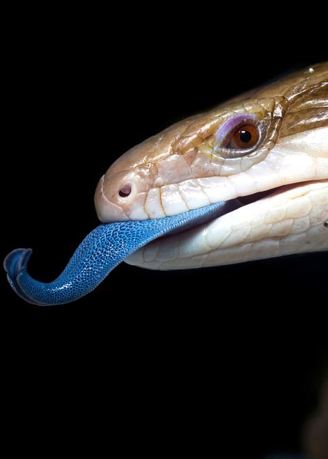 21 Blue-Tongued Skink Facts: 8 Species - Ultimate Guide  #animallovers #bluetongueskink #blue #skink Blue Tongue Skink, Small Lizards, Cute Reptiles, Pet Snake, Learn Facts, Lifestyle Quotes, Pretty Animals, Reptiles And Amphibians, Exotic Pets