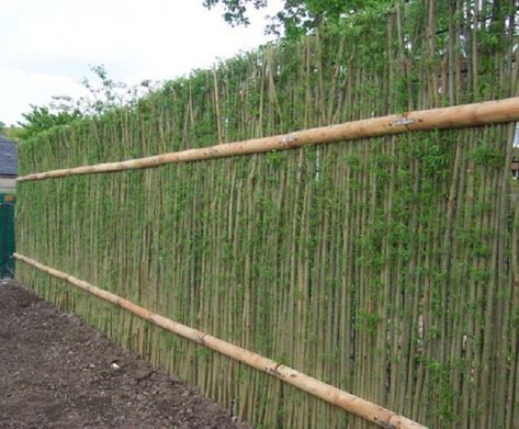 20-Beautiful-Examples-Of-Living-Willow-Fences-19 Living Privacy Fences, Living Willow Fence, Privacy Landscaping Backyard, Privacy Fence Landscaping, Willow Fence, Living Willow, Living Fence, Privacy Landscaping, Backyard Privacy