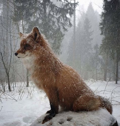 Fox In Snow, Fox Boy, Fox Pictures, Pet Fox, December 19, Silly Animals, Cute Fox, Cute Animal Photos, Red Fox