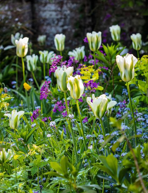 Anna Pavord on all the tulips and wallflowers you should be planting in late spring | House & Garden Bulbs Garden Design, Plant Tulips, Spring Bulbs Garden, Viola Flower, Planting Tulips, Cottage Garden Plants, Black Garden, Garden Bulbs, Purple Tulips