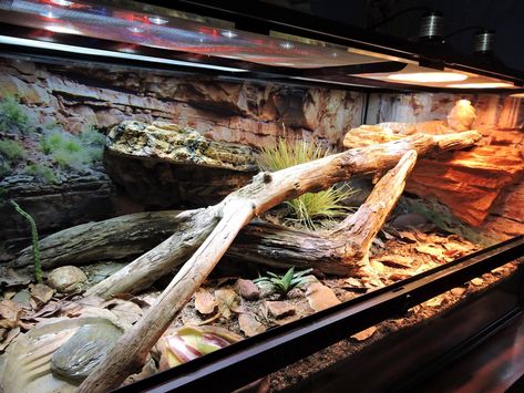 bioactive. magnetic ledges, cling on background (pinned link for that) Lizard Habitat, Bioactive Vivarium, Snake Terrarium, Bearded Dragon Enclosure, Bearded Dragon Terrarium, Snake Enclosure, Bearded Dragon Habitat, Bearded Dragon Tank, Snake Tank