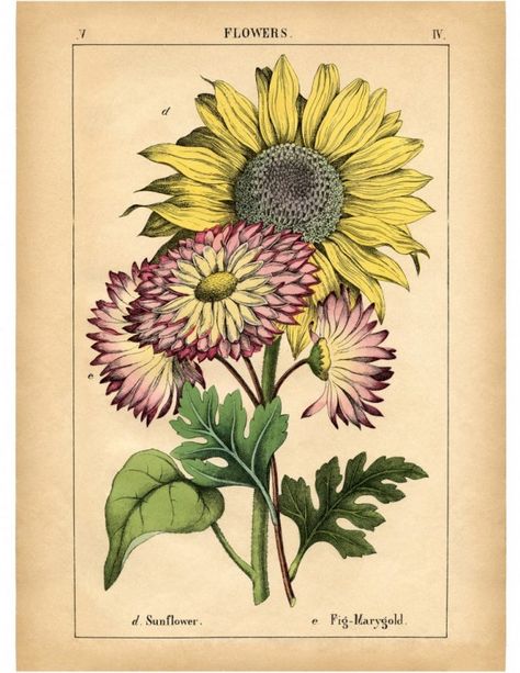 25+ Free Vintage Printable Floral Images | Remodelaholic.com #art #vintage #printable Botanical Printables, Sunflower Printable, Sunflower Images, Vintage Sunflower, Free Vintage Printables, Graphics Fairy, Vintage Botanical Prints, Images Vintage, Floral Image