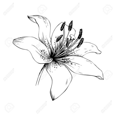 Black And White Stargazer Lily Tattoos Stargazer Tattoo, White Stargazer Lily, Small Lily Tattoo, Stargazer Lily Tattoo, Lily Tattoo Meaning, Stargazer Lilly, Tiger Lily Tattoos, Lily Tattoos, Water Lily Tattoos