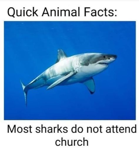 30+ Random Memes For Killing the Pain - Memebase - Funny Memes Shark Fun Facts, Silly Sharks, Attend Church, Shark Facts, Shark Pictures, Sharks Funny, Cute Shark, Animal Facts, Silly Animals