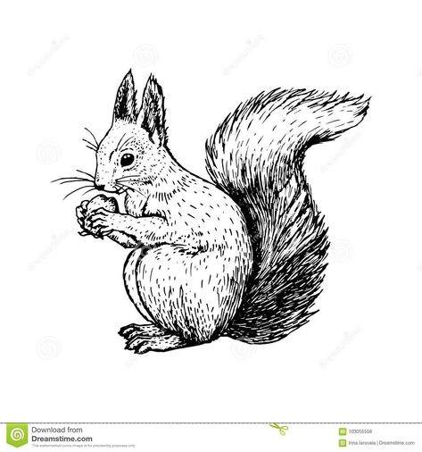 Squirrel Drawing Easy, Drawing Squirrel, Squirrel Vector, Squirrel Drawing, Squirrel Tattoo, Squirrel Illustration, Grey Squirrel, Drawing Line Art, Sketch Icon