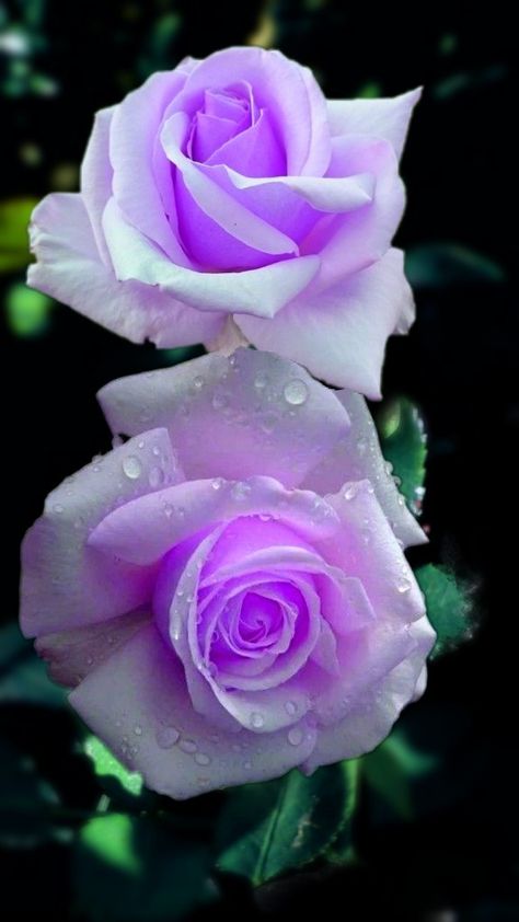 Wallpaper...By Artist Unknown... Rose Seeds, Lilac Roses, Rainbow Roses, Hybrid Tea Roses, Unusual Flowers, Beautiful Flowers Wallpapers, Beautiful Rose Flowers, Beautiful Flowers Pictures, Rose Wallpaper