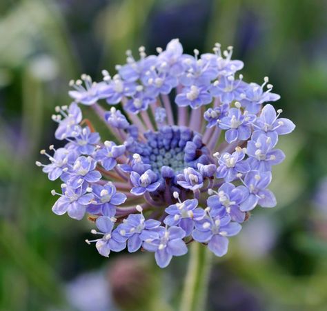 DIDISCUS CAERULEUS LACE BLUE Didiscus Flower, Didiscus Caeruleus, Seed Raising, Summer Temperature, Sweet Bouquet, Romantic Bouquet, Drawing Inspo, Sweet Scents, Tiny Flowers