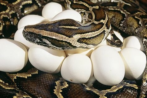 Types Of Snakes, Snake Care, Oviparous Animals, Snake Enclosure, Japanese Macaque, Pet Snakes, Burmese Python, Baby Snakes, Types Of Snake