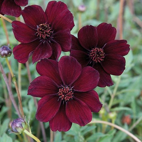 Red Cosmos Flowers, Deep Red Flower Tattoo, Cosmos Flower Tattoo Color, Chocolate Cosmos Flower, Cosmo Flowers, Cosmos Plant, Scent Garden, Chocolate Cosmos, Smelling Flowers