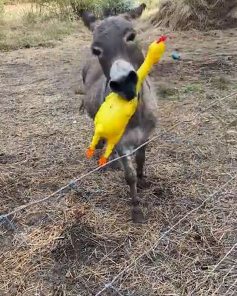 Donkey Toys, Chicken Toys, Funny Farm, The Donkey, New Toys, Cute Animals, Chicken, Toys, Funny