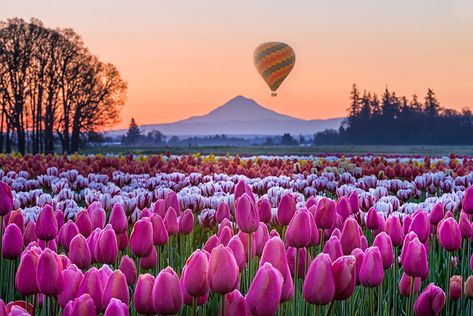 Tulip Festival at Wooden Shoe Tulip Farm, near Portland, OR Skagit Valley Tulip Festival, Wallpaper Horizontal, Tattoo Garden, Garden Nails, Bulbous Plants, Tulip Field, Tulip Season, Garden Tattoo, Planting Tulips