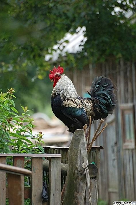 Country Rooster, Silkie Chickens, Simple Things In Life, Farm Paintings, Beautiful Chickens, Future Farms, Chickens And Roosters, Painting Subjects, How To Attract Birds