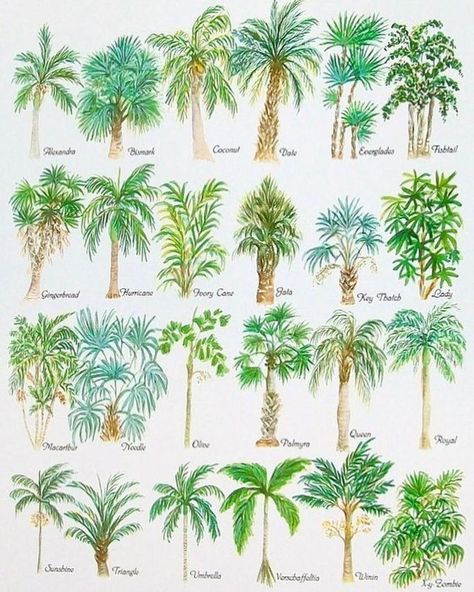 Palm Dreams... Palm Tree Drawing, Palm Trees Landscaping, Florida Landscaping, Tree Watercolor, Palm Trees Painting, Tropical Tree, Beach Watercolor, Watercolor Trees, Tree Illustration