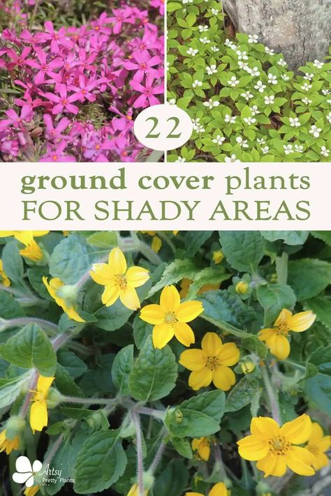 Are you looking for some beautiful and unique ground cover plants to add life and texture to those shady parts of your yard? Look no further - we have compiled a list of 22 amazing ground cover plants that can thrive in the shade and bring a splash of color to your yard. Read on to find out which plants are best suited for your space. Ground Covers For Shade, Shady Ground Cover, Ground Cover For Shade, Shade Ground Cover, Shade Ground Cover Perennial, Creeping Flowers Ground Covering, Colorful Ground Cover, Groundcovers For Shade, Flowers For Shaded Areas