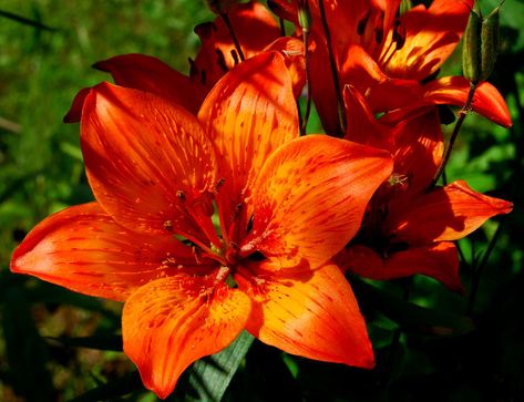 Fire Lilly Lillies Aesthetic, Fire Lily Flower, Red Lily Aesthetic, Fire Lily Aesthetic, Flame Lily Flower, Fairycore Wallpaper, Lily Flower Orange, Fire Lily, Pine Garden