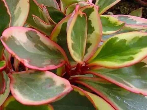 Growing Peperomia Ginny Plants: Caring For Tricolor Peperomia Peperomia Clusiifolia, Peperomia Ginny, Popular House Plants, Purple Flowers Garden, Plants Care, Peperomia Plant, Plant Growing, Dish Garden, Rubber Plant