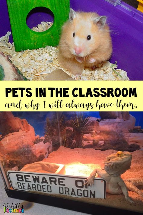 Teaching Middle School Science, Classroom Pets, Class Pet, Advertising Board, Classroom Anchor Charts, Teaching Game, Language Arts Classroom, Science Videos, Teaching Middle School