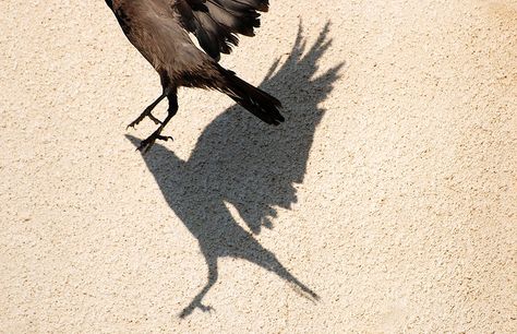 shadow Photo Assignments, Bird Shadow, Shadow Tattoo, Casting Shadows, Shadow Images, M Shadows, Shadow Silhouette, Birds In The Sky, Reflection Photography