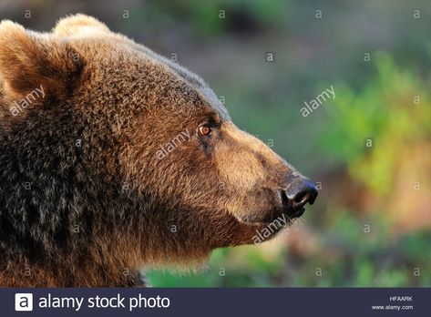 Bear Side View, Side View Face, Yaelokre Oc, Face Side View, Side View Of Face, Bear Face, Painting Watercolor, Brown Bear, Side View