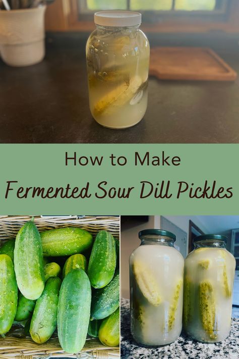 Probiotic Pickle Recipe, Sour Dill Pickle Recipe, Fermented Pickles Recipe, Fermented Dill Pickles, Fermented Foods For Gut Health, Pickle Recipes Homemade, Foods For Gut Health, Dill Pickle Recipe, Fermented Honey