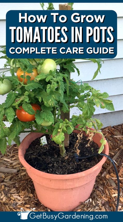 a potted tomato plant thriving with 4 tomatoes growing on the vines Best Tomatoes To Grow, Potted Tomato Plants, Tomato Container Gardening, Patio Tomatoes, Growing Tomatoes In Pots, Watering Tomatoes, Pruning Tomato Plants, Vertical Container Gardening, Tomatoes In Pots