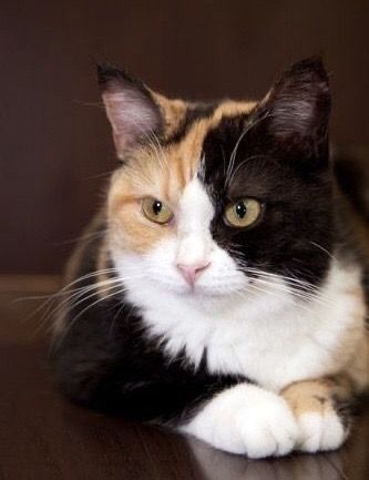 Japanese Bobtail Cat Aesthetic, Tortoiseshell Cat, Japanese Bobtail, Calico Cats, Calico Kitten, Tortoise Shell Cat, Japanese Cat, Scottish Fold, Cat Photography