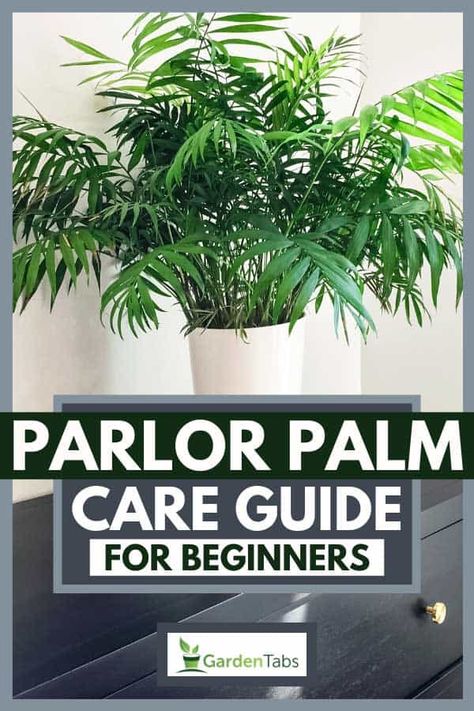 Parlor Palm: Modern Home Decor Inspiration Parlor Palm Care, Palm Plant Indoor, Indoor Palm Plants, Cat Safe House Plants, Palm Plant Care, Safe House Plants, Palm House Plants, Types Of Houseplants, Indoor Palms