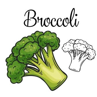 Green Vegetables Drawing, Broccoli Clipart, Veggies Drawing, Broccoli Illustration, Broccoli Drawing, Food Rocks, Thanksgiving Vegetables, Vegetable Drawing, Vegetable Cartoon