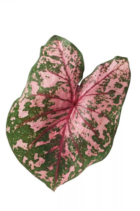 Caladium Varieties, Persian Buttercup, Sun Space, Green Veins, Fiddle Leaf Fig Tree, Houseplants Indoor, Tropical House, Big Leaves, Fiddle Leaf Fig