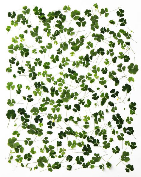 win-win (clover) Mary Jo Hoffman, Wood Sorrel, Clover Print, Pressed Flower Crafts, Desktop Wallpaper Pattern, Saint Petersburg Russia, Leaves Print, Pressed Flower Art, Petersburg Russia