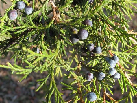 Blue Jay Barrens: Eating Cedar Berries Cedar Berries Uses, Cedar Berries, Benefits Of Berries, Cedar Trees, Blue Jay, Flora And Fauna, Jay, Ohio, Art Inspiration