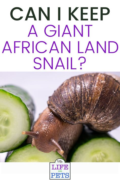 African Land Snail Tank Ideas, Giant Snails Pets, Snail Species, Giant Snail Pets, Giant African Land Snails Tank, Big Snail Pet, Snails Recipe, African Snail, Giant Snail