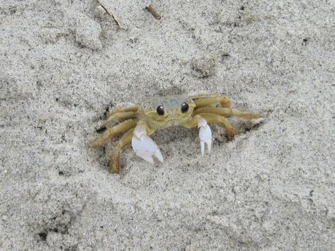 Ghost crabs are possibly the cutest crabs. Cute Crab Pictures, Ghost Crab Tattoo, Crab Cute, Things To Do With Children, Ghost Crab, Baby Crab, Crab Tattoo, Creepy Animals, Water Animals