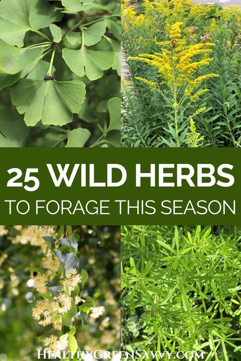 Medicinal Weeds, Medicinal Wild Plants, Medicine Garden, Wild Foraging, Wild Food Foraging, Wild Herbs, Medicinal Herbs Garden, Edible Wild Plants, Medical Herbs