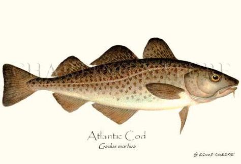 Cod Cod Fish Illustration, Cod Fish Drawing, Cod Tattoo, Atlantic Cod, Fish Illustrations, Fish Board, Coyote Hunting, Wooden Things, Minimal Drawings