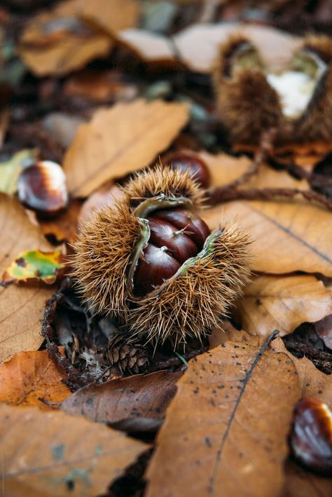 Vidéo Aesthetic, Sweet Chestnut, Food Sweet, On The Ground, In The Forest, You Are Beautiful, The Forest, Chestnut, Royalty Free Stock Photos