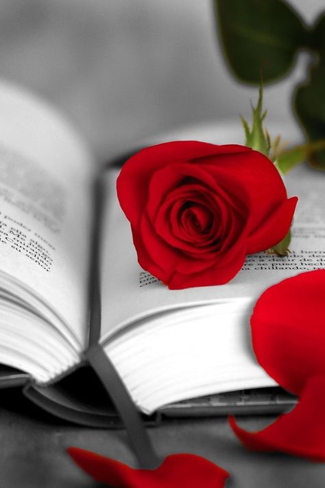 When the city is full of books and roses. - The Flash Window Photo Rose, Red Roses Wallpaper, Roses Book, Rose Belle, Online Florist, Rose Gold Nails, Book Flowers, Wallpaper Nature Flowers, Beautiful Flowers Wallpapers