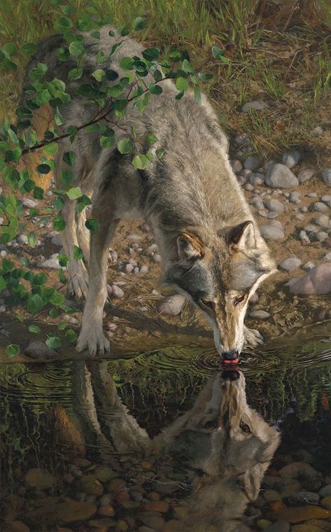 Greg Beecham, Shadow Riders, North American Wildlife, Wildlife Artwork, Wildlife Paintings, Lion Art, Wolf Art, Wildlife Art, Forest Animals