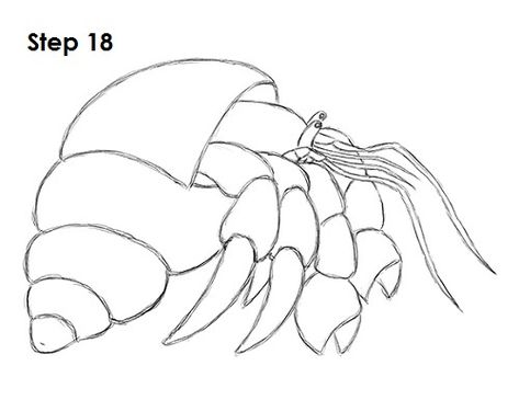 How to Draw a Hermit Crab How To Draw A Hermit Crab, Hermit Crab Sketch, Hermit Crab Drawing Simple, Hermit Crab Tattoo Simple, How To Draw A Crab, Cartooning Drawings, Crab Drawing Simple, Hermit Crab Drawing, Crab Drawing