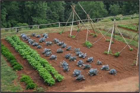 Raised Beds, In-Ground Plots, or Containers: Which Garden Layout to Choose Ground Garden, Garden Layout Vegetable, Vegetable Garden Planning, Starting A Vegetable Garden, Plants Growing, Fall Garden Vegetables, Fall Vegetables, Survival Gardening, Starting A Garden