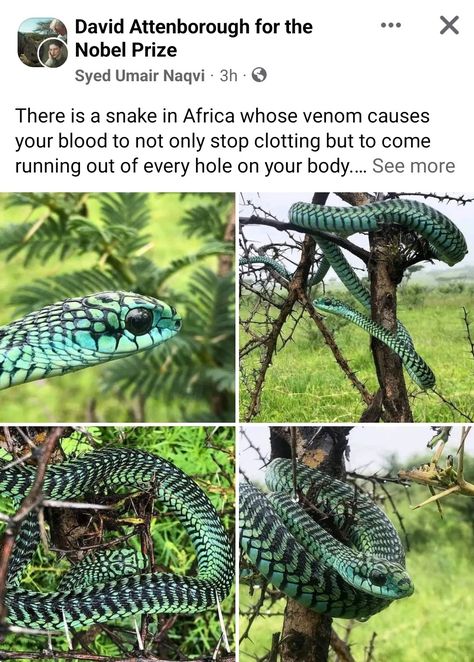 Cool Looking Snakes, Weird Pets, Become Creative, Unique Pets, Snake Species, Cool Animals, Crazy Animals, Types Of Snake, Cute Reptiles