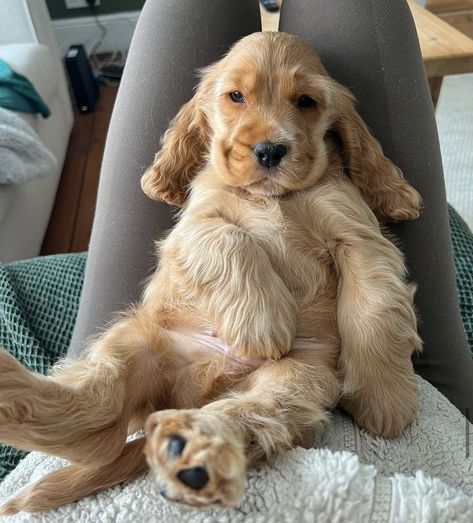 Blonde Cocker Spaniel, Cocker Spaniel Puppies, Cute Animals Puppies, Dream Dog, Very Cute Dogs, Cocker Spaniel Dog, Really Cute Dogs, English Cocker Spaniel, Cocker Spaniels