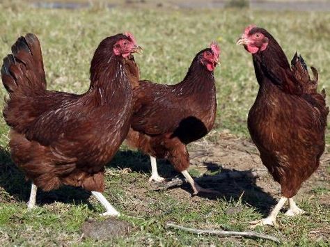 Rhode Island Red Chickens. Road Island, Rhode Island Red Chickens, Plymouth Rock Chicken, Best Laying Chickens, Barred Rock, Chickens For Sale, Farming Ideas, Laying Chickens, Best Egg Laying Chickens