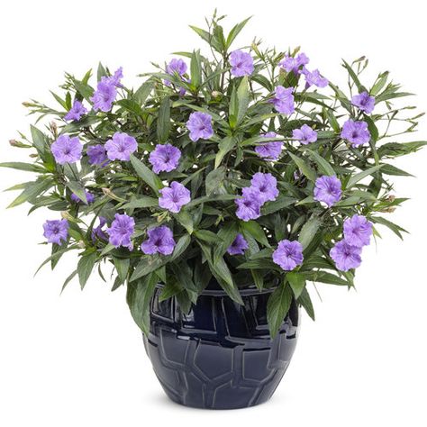 Machu™ Morado - Mexican Petunia - Ruellia simplex | Proven Winners Plant Backyard, Petunia Planter, Mexican Petunia, Black Fingers, Shade Tolerant Plants, Clematis Plants, Cardinal Flower, Clematis Flower, Growing Dahlias