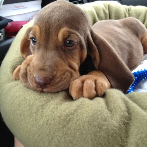 Bloodhound baby <3 Droopy Face, Blood Hounds, Bloodhound Puppies, Blood Hound, Basset Puppies, St Hubert, Bloodhound Dogs, Hound Puppies, Basset Hound Dog